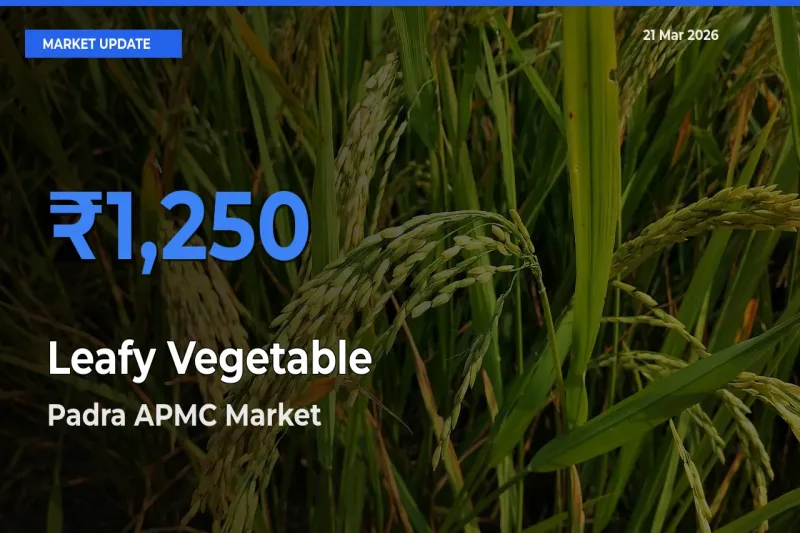 Padra APMC Tops Leafy Vegetable Mandi Rates Today