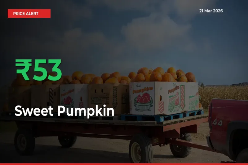 Why Sweet Pumpkin Prices Rose 52.68% in a Day at Mandis