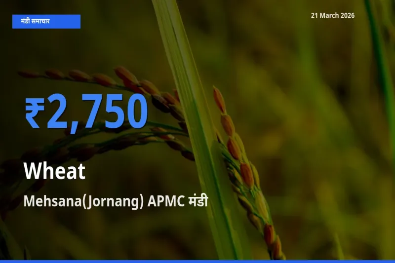 आज का मंडी भाव: गेहूँ के सबसे ज़्यादा दाम Mehsana(Jornang) APMC में