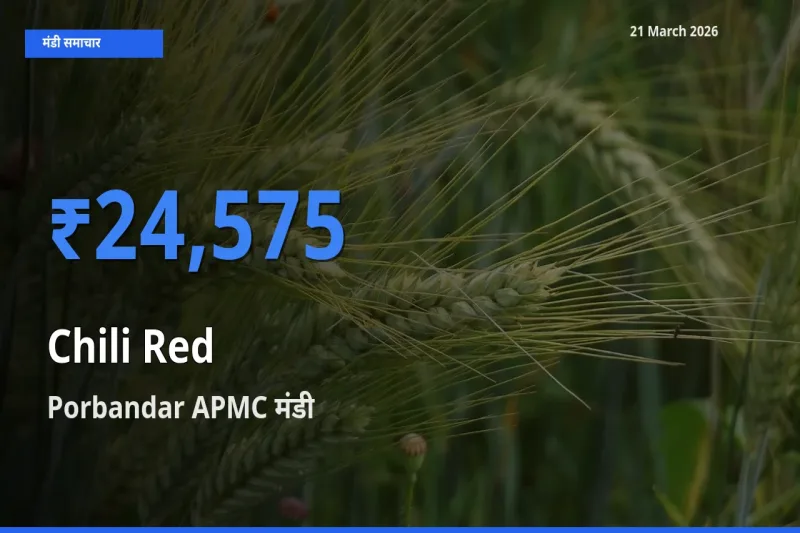 आज का मंडी भाव: लाल मिर्च के सबसे ज़्यादा दाम Porbandar APMC में