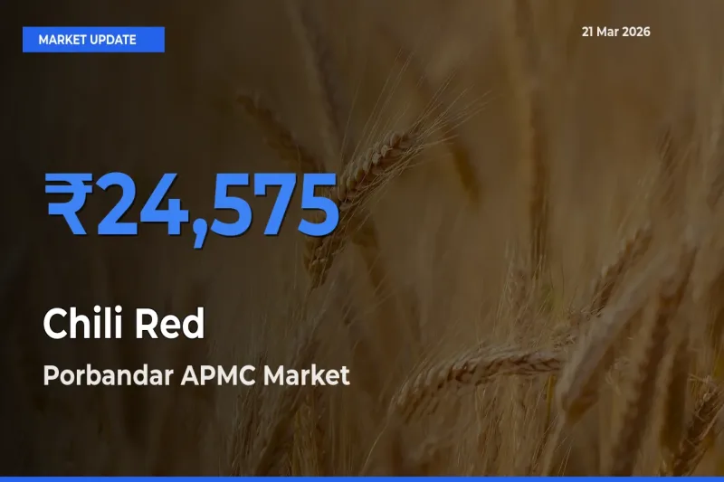 Porbandar APMC Tops Chili Red Mandi Rates Today
