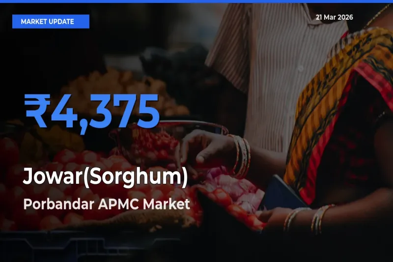 Farmers Prefer Porbandar APMC as Jowar(Sorghum) Hits Highest Rate