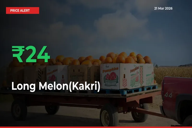 Long Melon(Kakri) Prices Rise 24.06% in a Day at Major Mandis