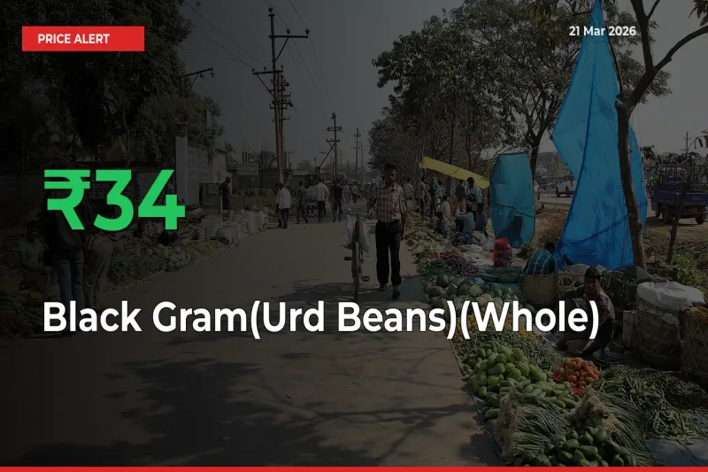 34.31% Spike in Black Gram(Urd Beans)(Whole) Prices – Mandi Sees Sudden Rally