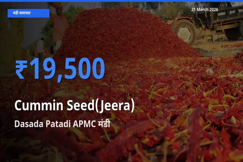21 March अपडेट: जीरा के सबसे ऊँचे दाम Dasada Patadi APMC मंडी में