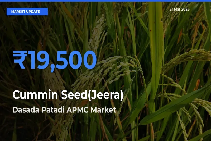 Dasada Patadi APMC Tops Cummin Seed(Jeera) Mandi Rates Today