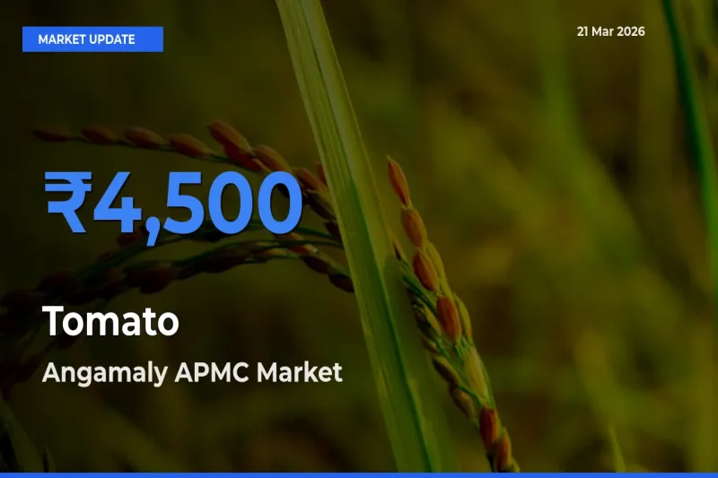 Angamaly APMC Tops Tomato Rates – March 21 Market Update