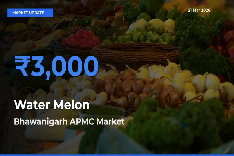 Bhawanigarh APMC Leads as Top Mandi for Water Melon Prices