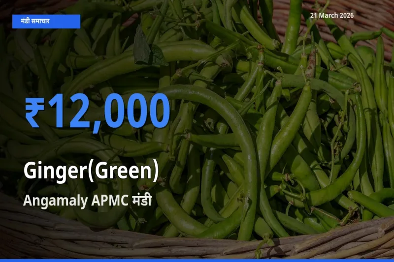 Angamaly APMC मंडी में अदरक (हरा) ₹12,000 पर पहुँचा – आज का सर्वोच्च भाव