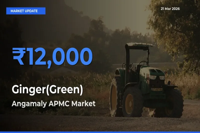 Angamaly APMC Tops Ginger(Green) Rates – March 21 Market Update