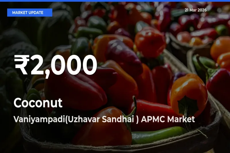Coconut Falls to ₹2,000 in Vaniyampadi(Uzhavar Sandhai ) APMC – 30-Day Lowest Rate