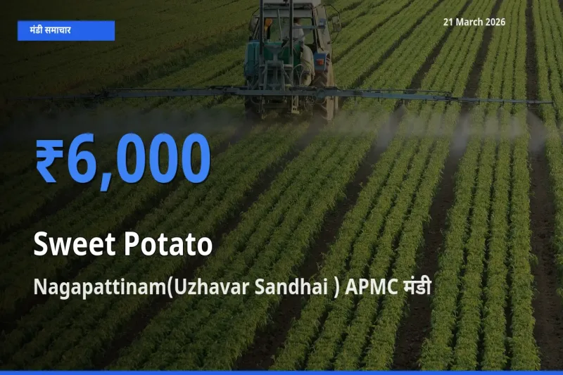 आज का मंडी भाव: शकरकंद के सबसे ज़्यादा दाम Nagapattinam(Uzhavar Sandhai ) APMC में