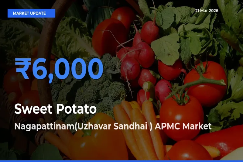 Nagapattinam(Uzhavar Sandhai ) APMC Records Highest ₹6,000 Rate for Sweet Potato