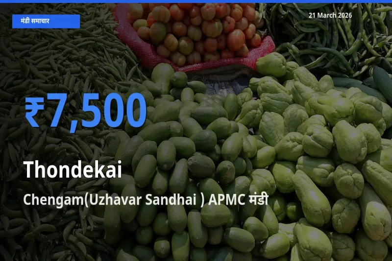 Chengam(Uzhavar Sandhai ) APMC मंडी में कुंदरू ₹7,500 पर पहुँचा – आज का सर्वोच्च भाव