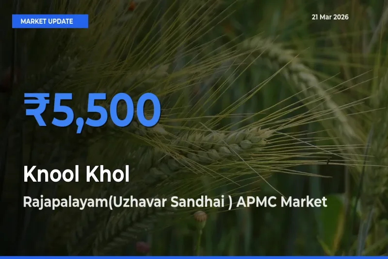 Top Performer! Rajapalayam(Uzhavar Sandhai ) APMC Offers Best Knool Khol Price Today