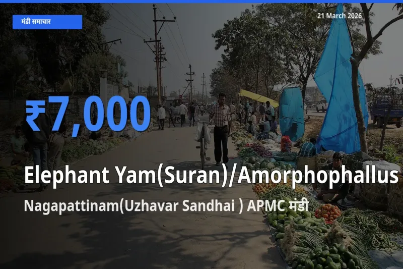 किसानों की पसंद बना Nagapattinam(Uzhavar Sandhai ) APMC, जिमीकंद (सूरन) के सबसे अच्छे दाम
