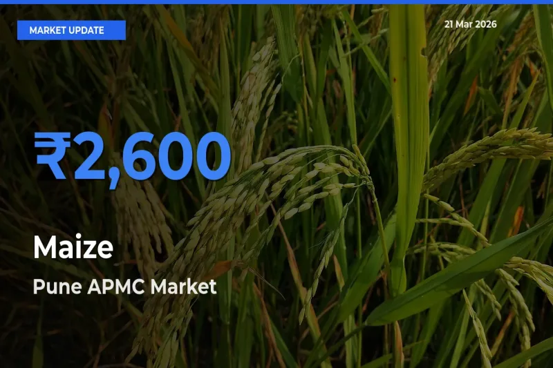 Top Performer! Pune APMC Offers Best Maize Price Today
