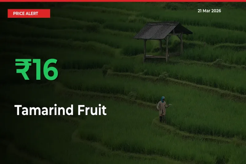 Tamarind Fruit Mandi Rate Today: Prices Jump 15.96% at Market