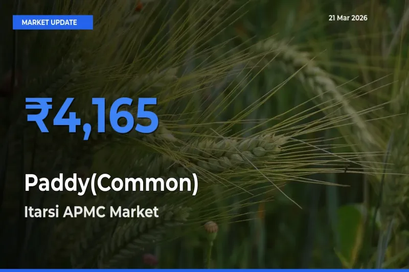 Itarsi APMC Leads as Top Mandi for Paddy(Common) Prices