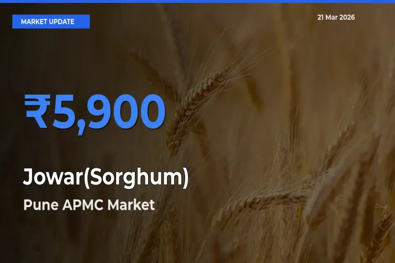Pune APMC Tops Jowar(Sorghum) Mandi Rates Today