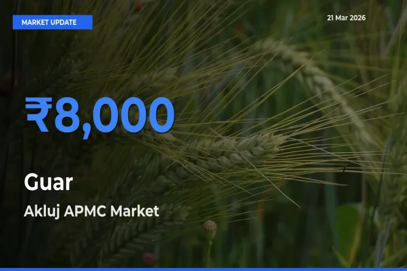 Akluj APMC Records Highest ₹8,000 Rate for Guar