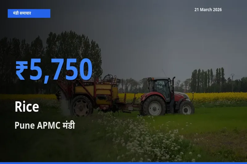 आज चावल के सबसे ऊँचे दाम ₹5,750 Pune APMC मंडी में