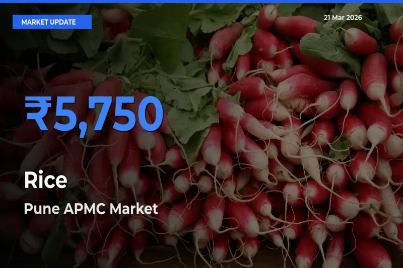 Market Watch: Pune APMC Becomes Top Mandi for Rice
