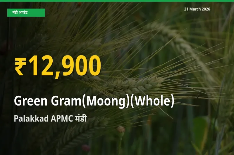 साबुत मूंग के दामों ने बनाया नया रिकॉर्ड, Palakkad APMC में तेज़ी