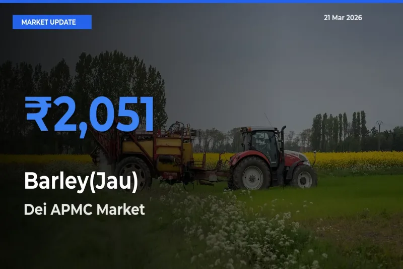 Market Watch: Dei APMC Becomes Top Mandi for Barley(Jau)