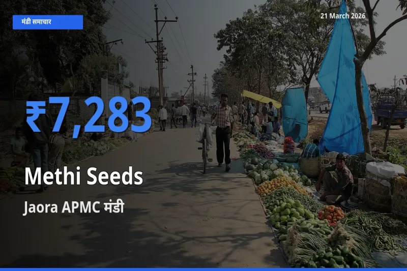 टॉप मंडी बना Jaora APMC! मेथी दाना के सबसे ऊँचे दाम यहीं दर्ज