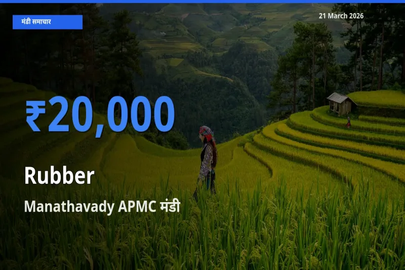 किसानों की पसंद बना Manathavady APMC, रबड़ के सबसे अच्छे दाम