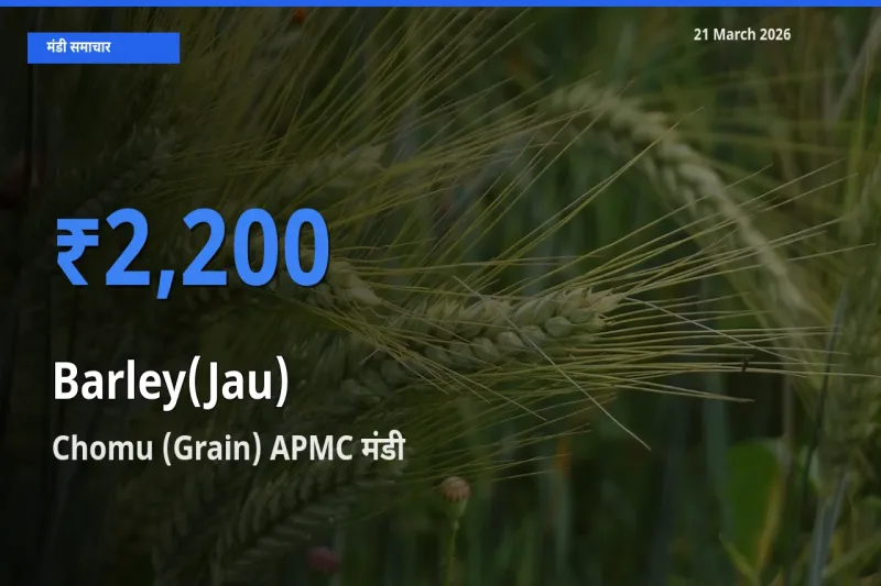 बाज़ार संकेत: Chomu (Grain) APMC बना जौ(जौ) के लिए आज की टॉप मंडी
