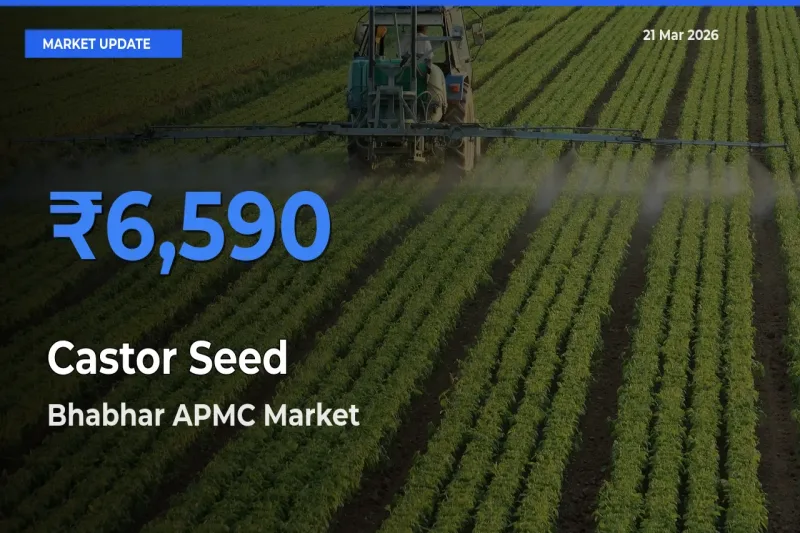 Bhabhar APMC Leads as Top Mandi for Castor Seed Prices