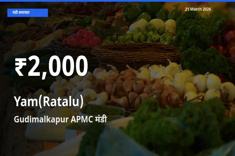 Gudimalkapur APMC में रतालू (रतलू) के दाम 30 दिन के न्यूनतम स्तर पर, आज का मंडी भाव देखें