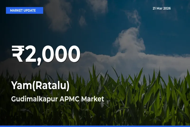 Yam(Ratalu) Falls to ₹2,000 in Gudimalkapur APMC – 30-Day Lowest Rate