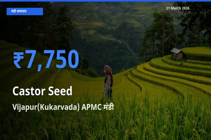 आज अरंडी का बीज के सबसे ज़्यादा दाम Vijapur(Kukarvada) APMC मंडी में दर्ज
