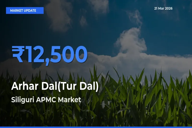 Market Watch: Siliguri APMC Becomes Top Mandi for Arhar Dal(Tur Dal)