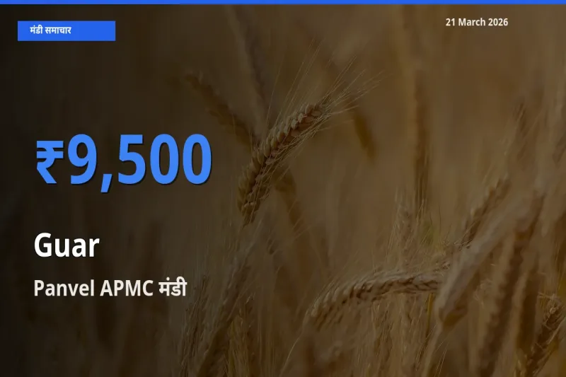 टॉप मंडी बना Panvel APMC! ग्वार के सबसे ऊँचे दाम यहीं दर्ज