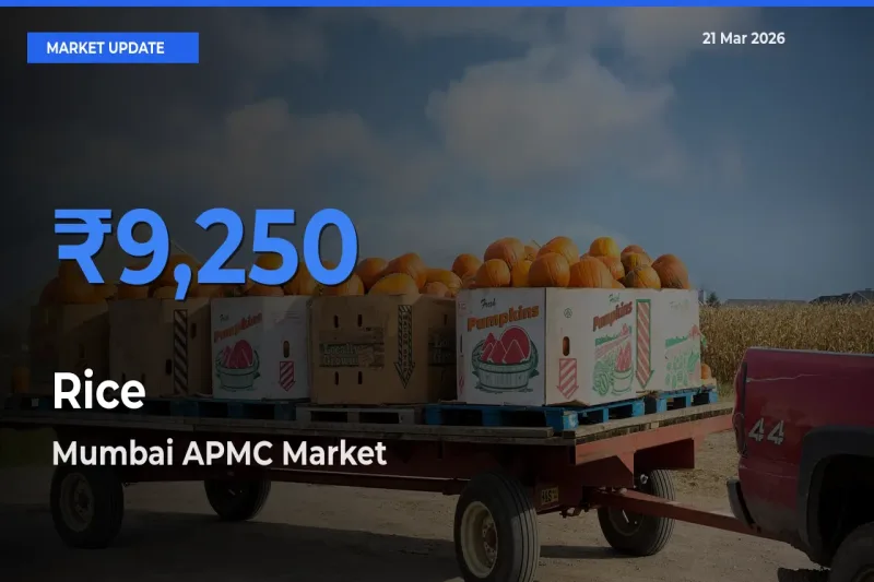 Mumbai APMC Emerges as Top Mandi for Rice Prices Today