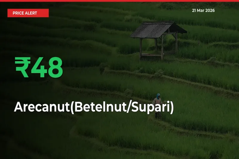 Sharp Jump! Arecanut(Betelnut/Supari) Prices Climb 48.39% in 24 Hours at Key Mandis