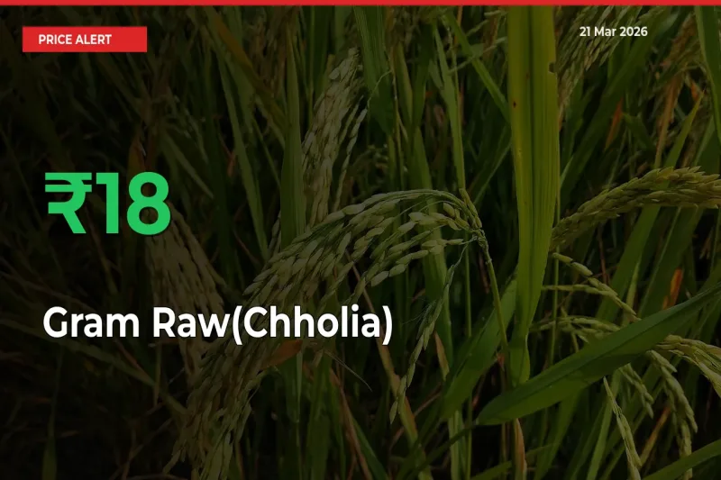 Gram Raw(Chholia) Mandi Rate Today: Prices Jump 17.86% at Market