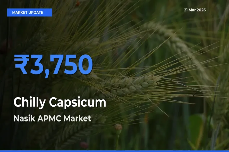 Chilly Capsicum Mandi Rate Today: Nasik APMC Tops the List