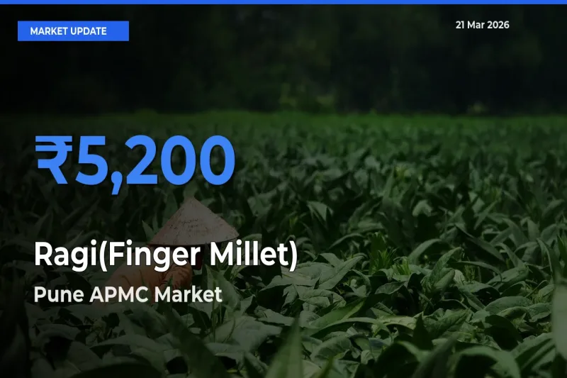 Market Watch: Pune APMC Becomes Top Mandi for Ragi(Finger Millet)