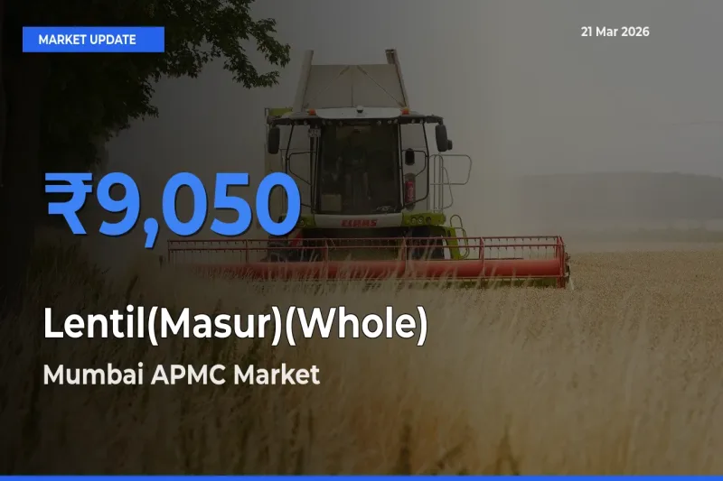 Mumbai APMC Tops Lentil(Masur)(Whole) Mandi Rates Today