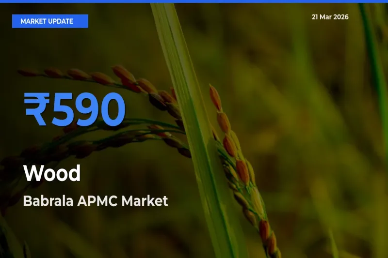 Babrala APMC Tops Wood Rates – March 21 Market Update