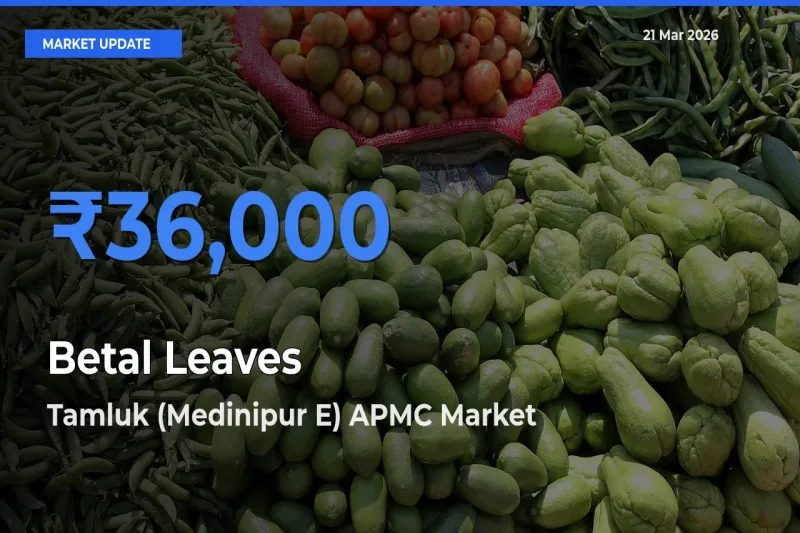 Tamluk (Medinipur E) APMC Emerges as Top Mandi for Betal Leaves Prices Today