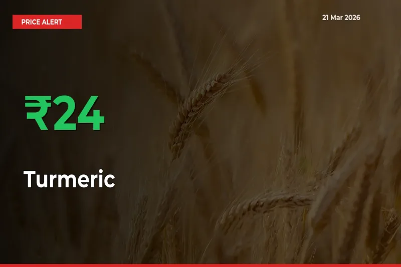 Big Rally! Turmeric Climbs 23.5% in 24 Hours at Top Mandis