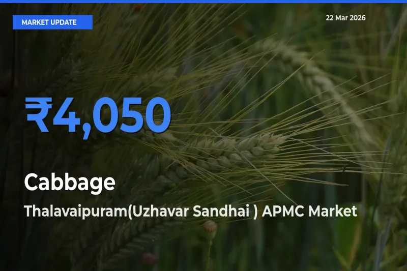Market Watch: Thalavaipuram(Uzhavar Sandhai ) APMC Becomes Top Mandi for Cabbage