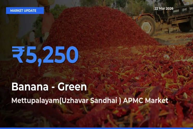 Mettupalayam(Uzhavar Sandhai ) APMC Tops Banana - Green Rates – March 22 Market Update