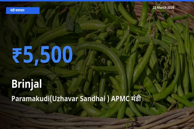 आज का मंडी भाव: बैंगन के सबसे ज़्यादा दाम Paramakudi(Uzhavar Sandhai ) APMC में